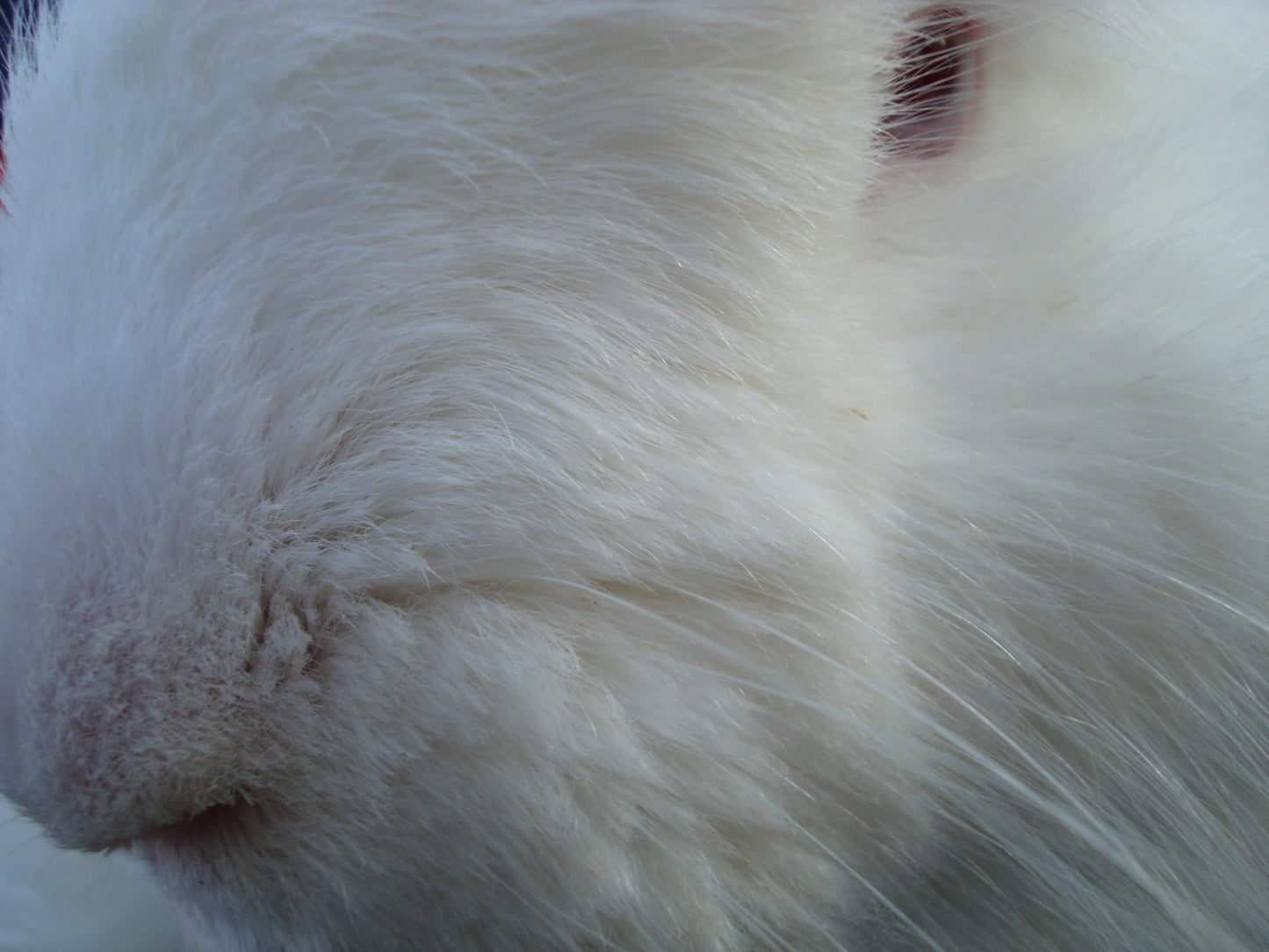 Fleece to Farm Fluff