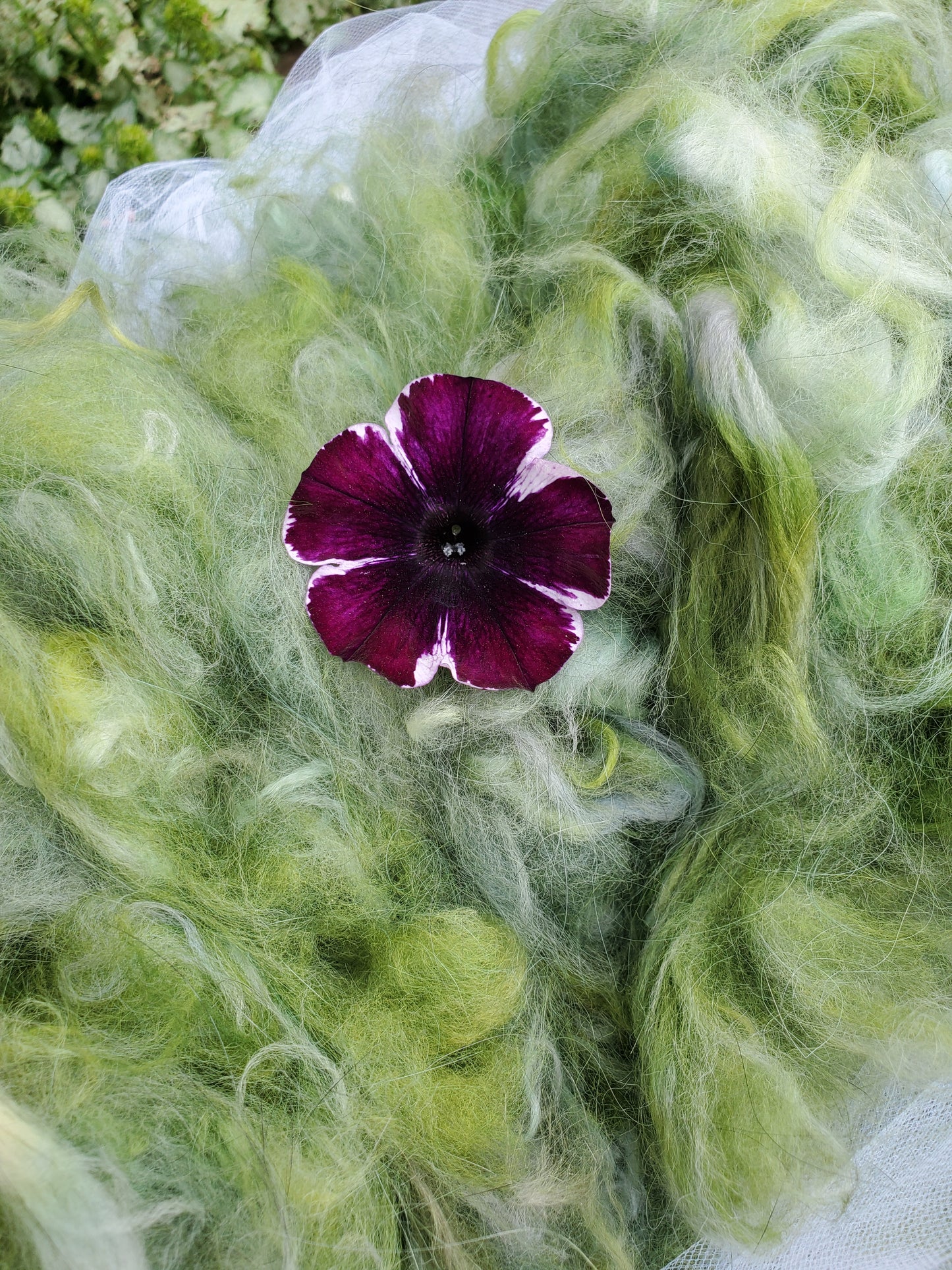 Mischievous Marsh Angora Cloud