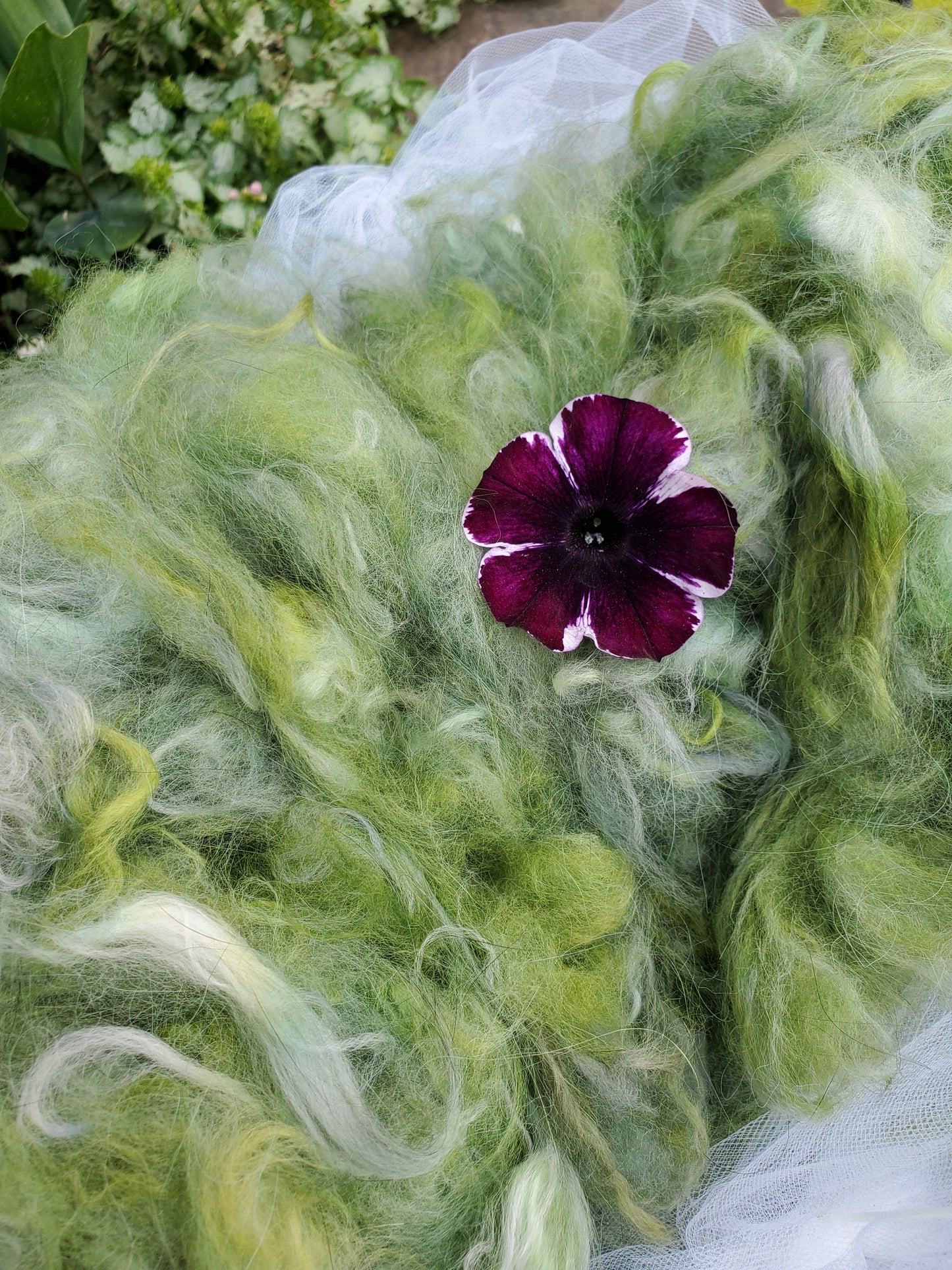 Mischievous Marsh Angora Cloud