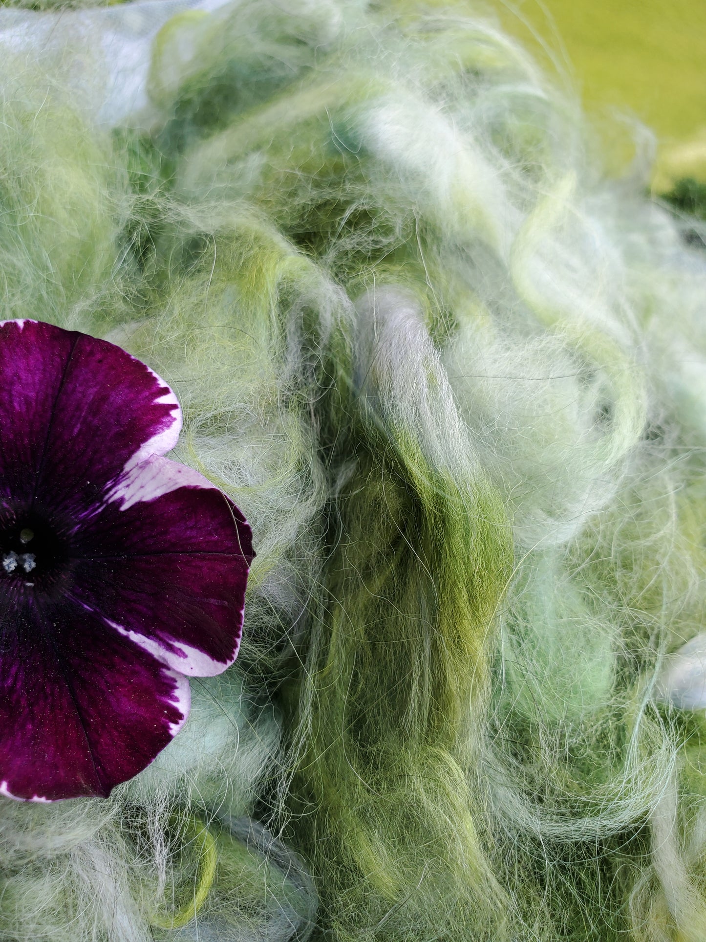 Mischievous Marsh Angora Cloud