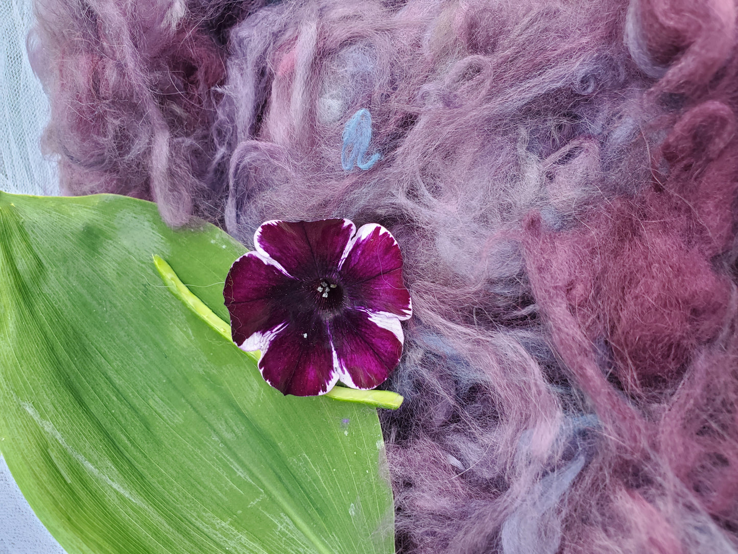 Plum Purplexity Angora Cloud