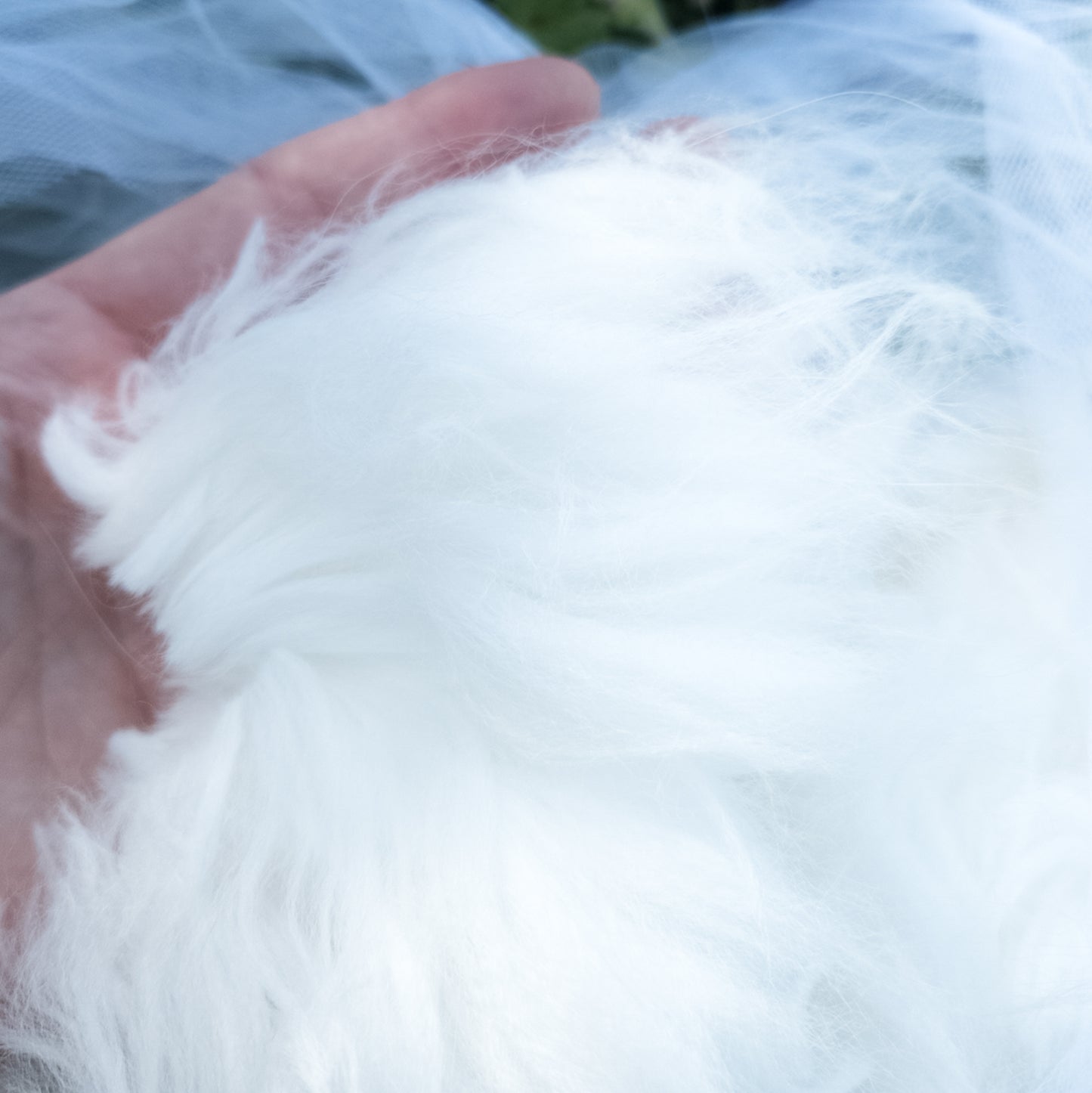 Angora fiber ~ Raw Wistful White