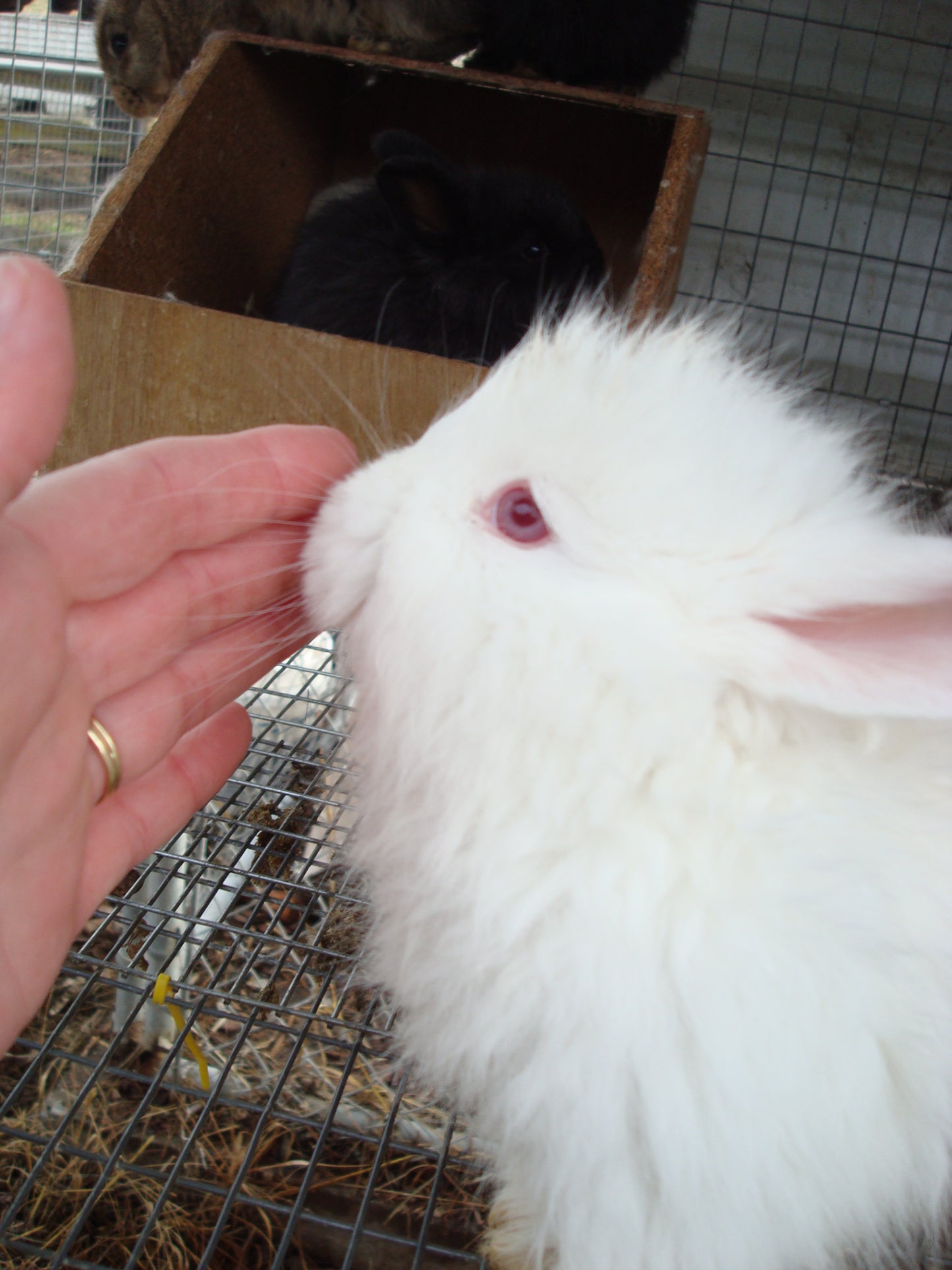 Purplesly Angora Quarterly Subscription
