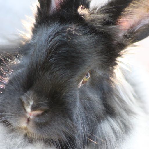 Angora fiber ~ Raw Ash Black
