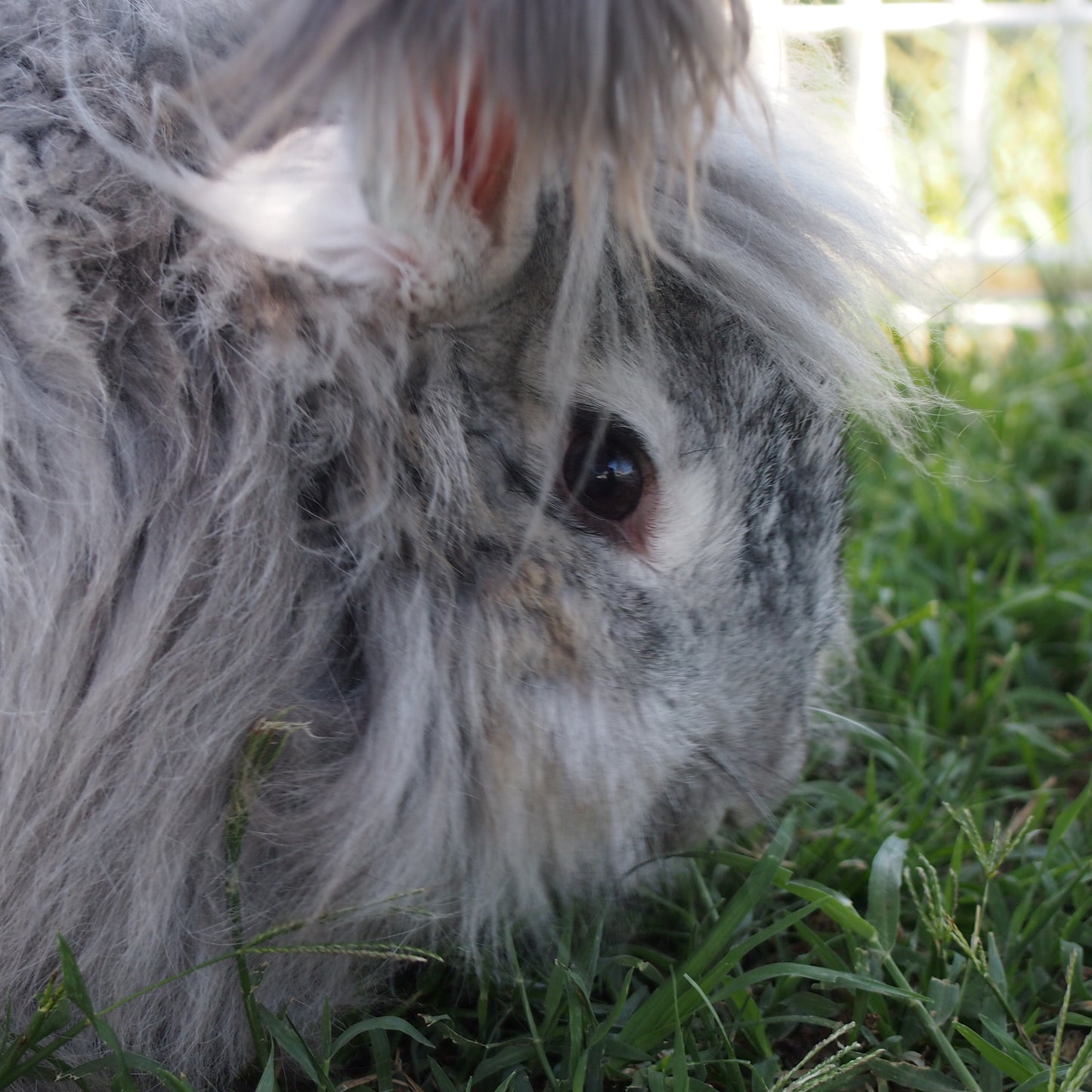 Purplesly Angora Quarterly Subscription