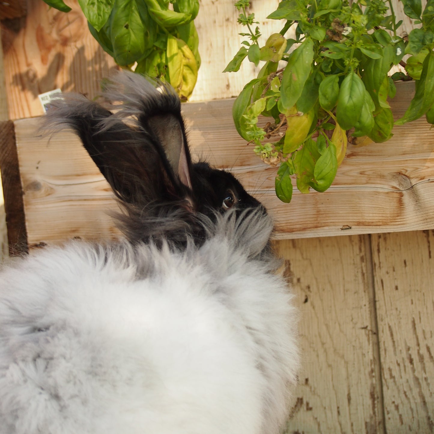 Purplesly Angora Quarterly Subscription