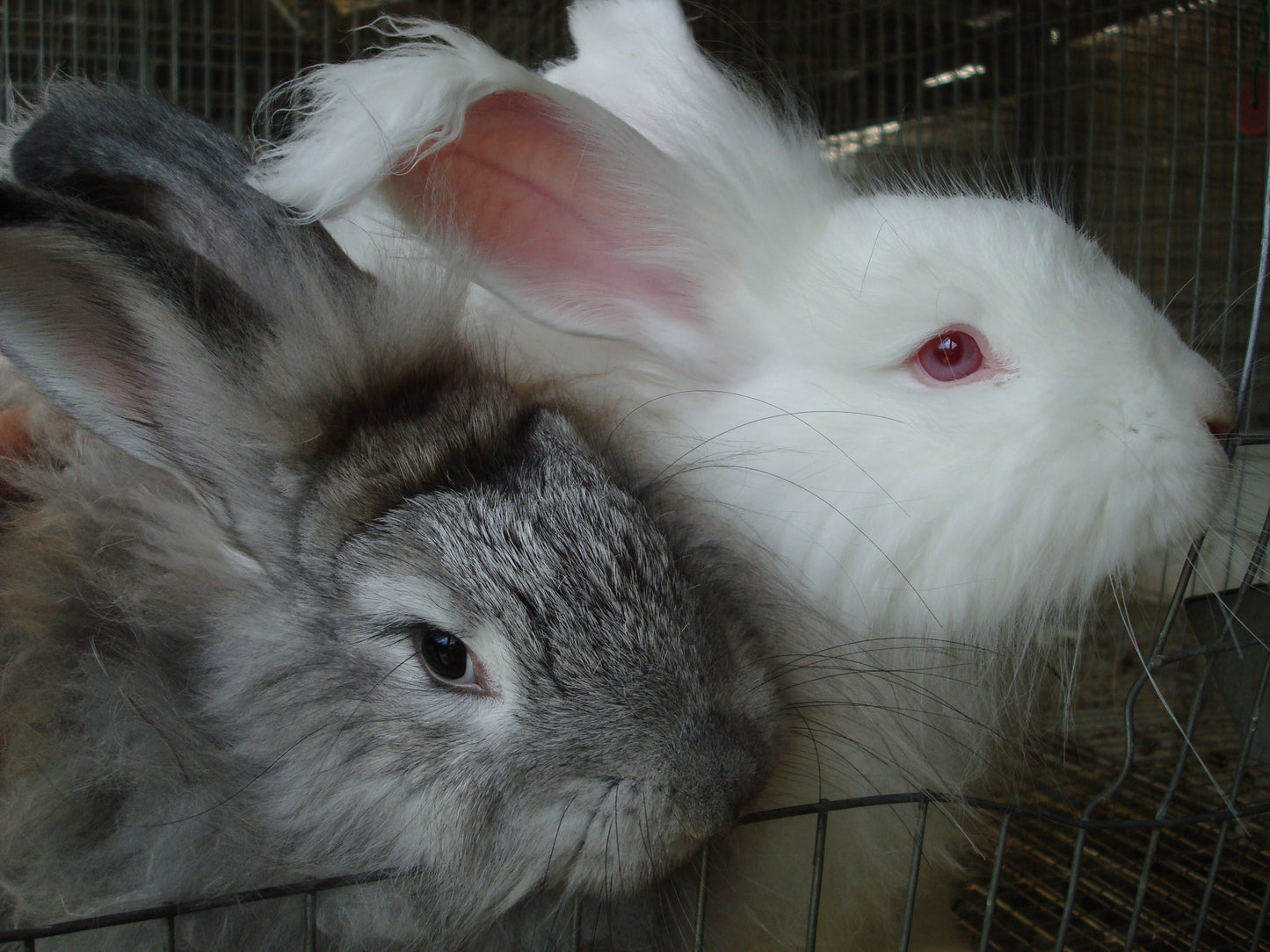 Purplesly Angora Quarterly Subscription