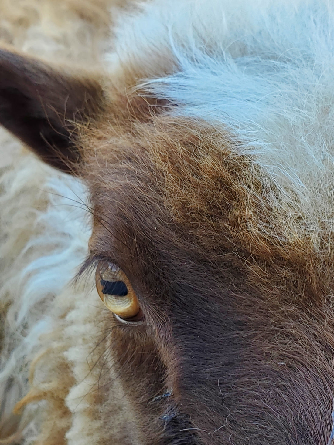 Icelandic sheep moorit ewe lamb