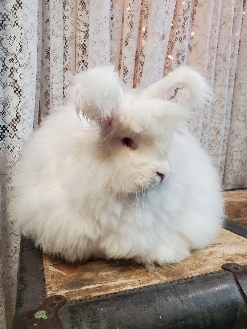 Angora Spin Study Kit - Wistful White or Ash Black