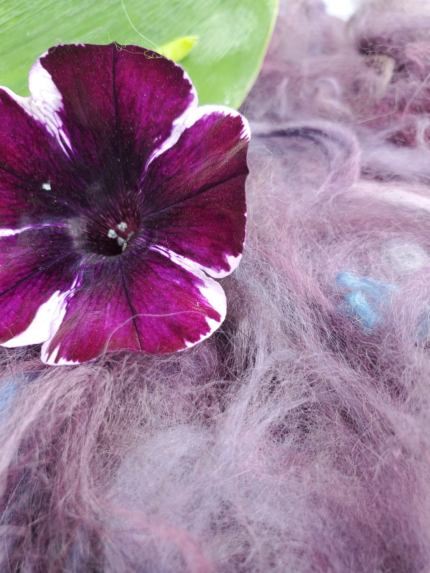 Plum Purplexity Angora Cloud