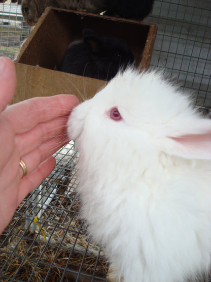 Fleece to Farm Fluff