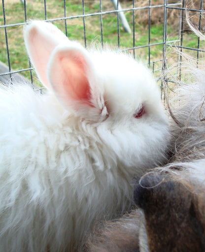 Angora Spin Study Kit - Wistful White or Ash Black