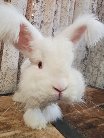 Angora Spin Study Kit - Wistful White or Ash Black