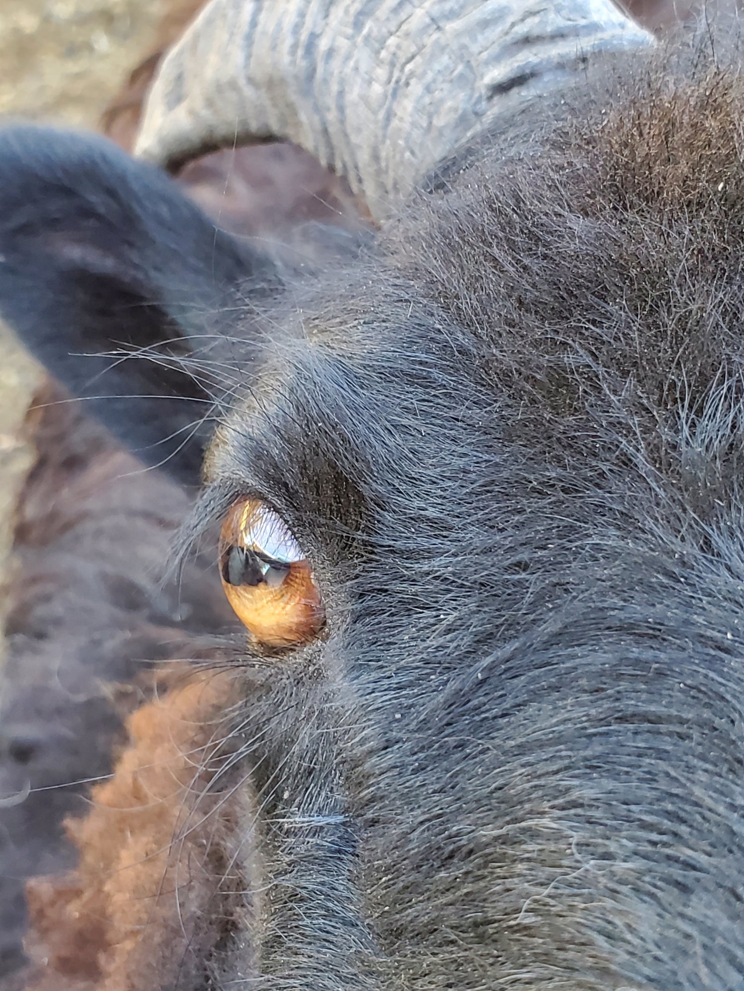 Black Icelandic ewe with copper eye.