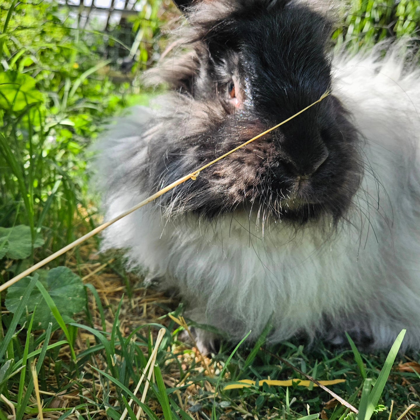 Peach in pieces Angora Cloud