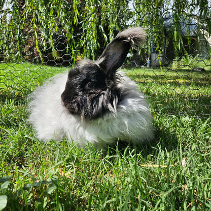 This Green Angora Cloud