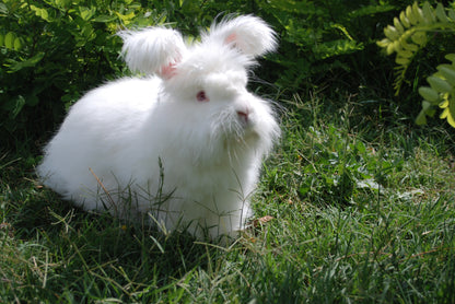 Fleece to Farm Fluff
