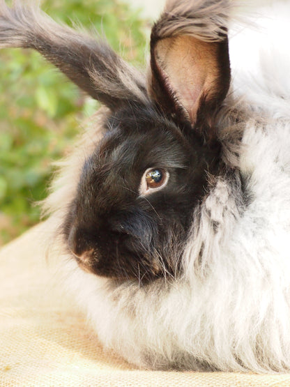Fleece to Farm Fluff